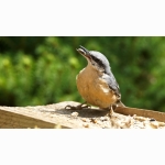 Kleiber DSC00168.jpg